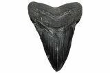 Fossil Megalodon Tooth - South Carolina #328775-1